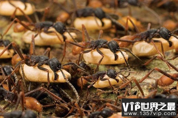 世界上最毒的蚂蚁，牛头犬蚁榜上有名