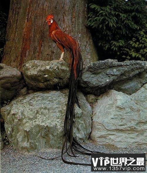 世界上尾羽最长的鸟，长12.5米有四层楼高
