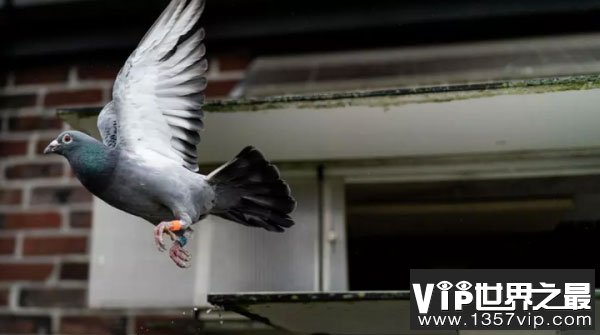 史上最贵鸽子，比利时赛鸽拍出160万欧元