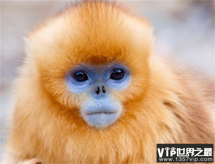 世界上最酷的猴子 浑身金灿灿自带主角光环(金丝猴)