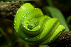 世界上漂亮又价值最高的蛇：蓝血绿树蟒