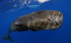 世界上潜水最深的动物，抹香鲸可下潜2200米