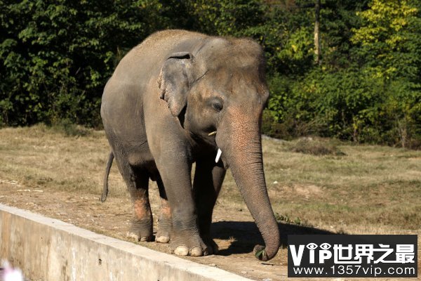 世界上最孤独的大象，“卡万”迁居柬埔寨