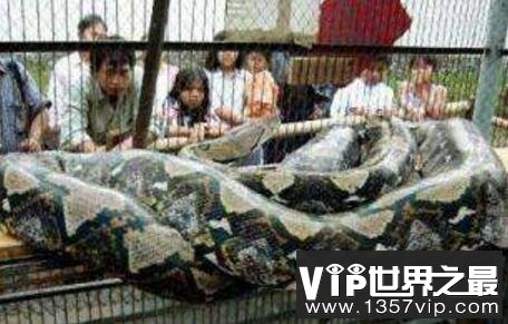 世界上最大的蛇长达14.85米重量为447公斤