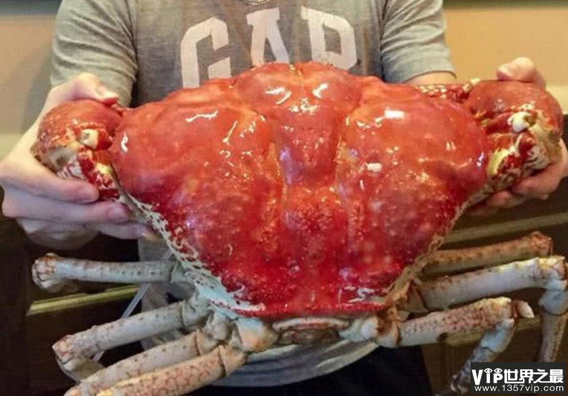 世界上最大的螃蟹可达40公斤够十几个人吃了