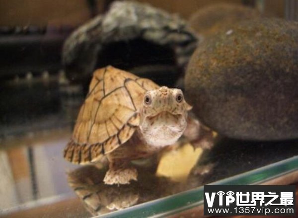 世界上最凶猛的乌龟，剃刀龟饿急了会咬人