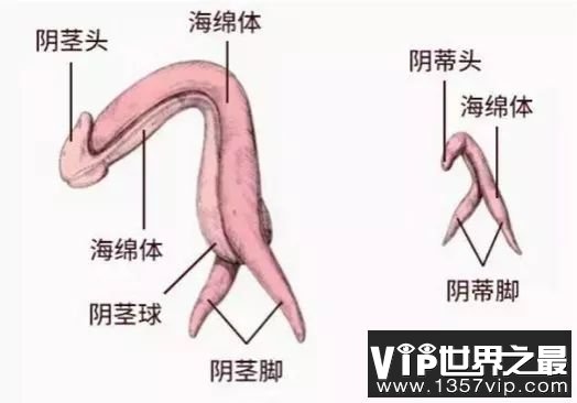 如何探索阴道高潮（一）阴道高潮的原理