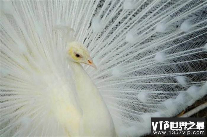 白孔雀——世界上最美的鸟 是极为珍贵的鸟