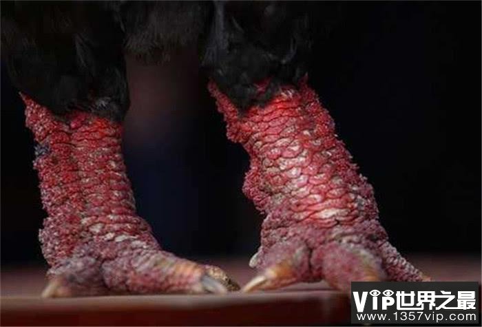 越南东涛鸡爪是世界上最大的鸡爪 全世界极为罕见