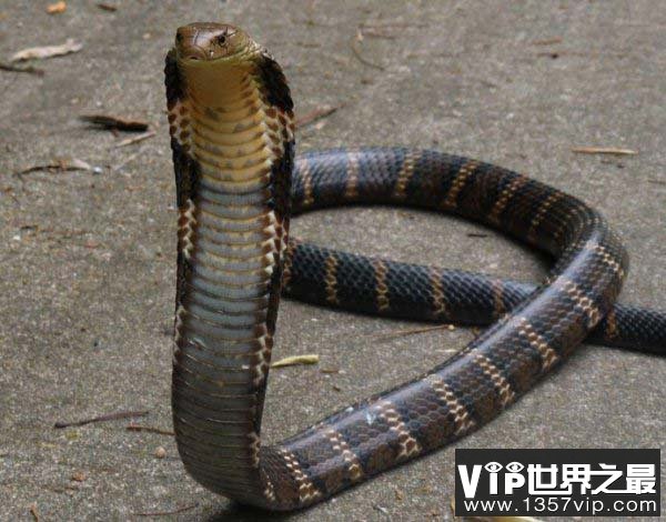 世界上体型最长的毒蛇，眼镜王蛇最长达5.6米