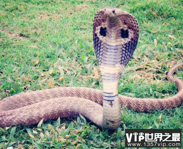 世界上体型最长的毒蛇，眼镜王蛇最长达5.6米