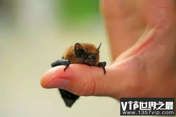 世界上最小的蝙蝠，体长2.5厘米体重仅2克