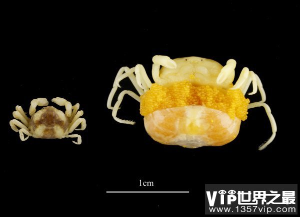世界上最小的螃蟹，豆蟹成体仅指甲盖大小