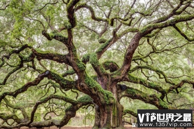 世界上十大最漂亮的树木 美国天使橡树第一(历史悠久)