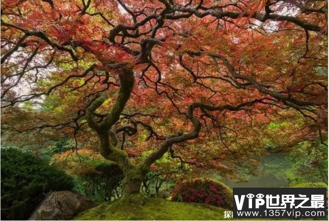 世界上十大最漂亮的树木 美国天使橡树第一(历史悠久)