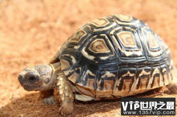 世界上跑得最快的乌龟，豹纹陆龟速度0.28米/秒