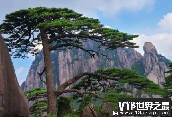 世界十大古树 轩辕古柏有5000多年历史(身高20多米)