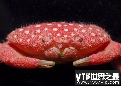 草莓螃蟹