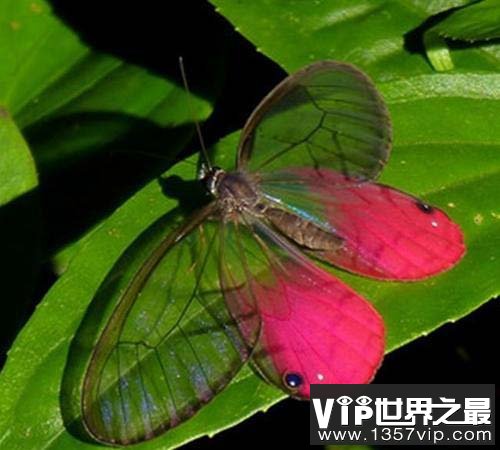 世界上最稀有的蝴蝶，玫瑰水晶眼蝶很罕见