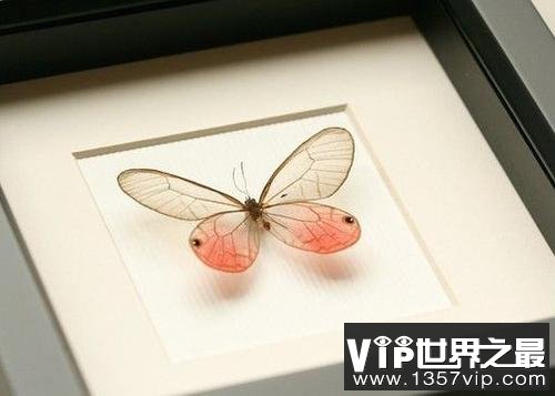 世界上最稀有的蝴蝶，玫瑰水晶眼蝶很罕见