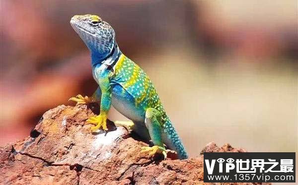 世界上最漂亮的蜥蜴，环颈蜥颜色丰富多彩