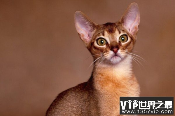 世界上血统最高贵的猫：阿比西尼亚猫