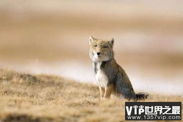藏狐是种什么样的动物？藏狐有什么特点？
