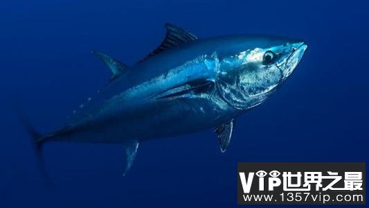 世界十大名贵海鱼排名，蓝鳍金枪鱼排第一