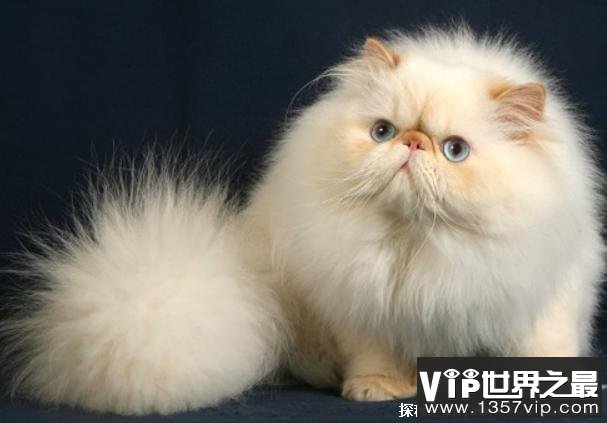 世界十大最美的猫 布偶猫是美国品种(性情温顺)