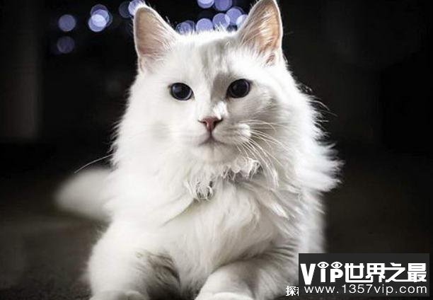 世界十大最美的猫 布偶猫是美国品种(性情温顺)