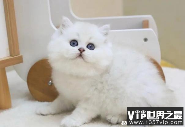 世界上最适合新手养的十种猫 中国狸花猫(身体健壮)