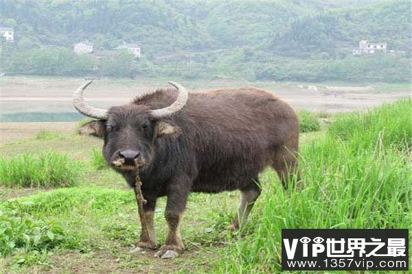 世界上最小的一种水牛，低地水牛肩高不超1米