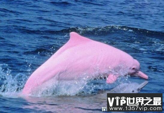 世界上最漂亮的海豚 粉红瓶鼻海豚浑身粉红色 长达三米