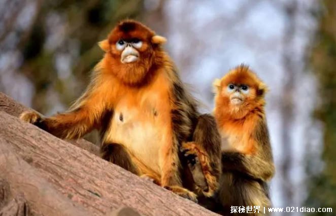 世界上最不怕冷的猴子 金丝猴在零下10度生存