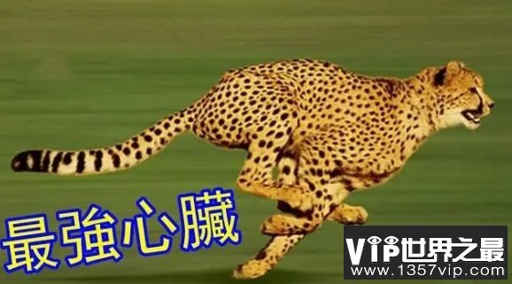 猎豹是陆地上速度最快的动物，那么它究竟有没有天敌？