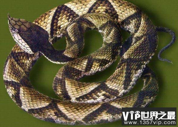 世界最贵的毒蛇，莽山烙铁头蛇价值百万