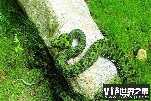 世界最贵的毒蛇，莽山烙铁头蛇价值百万