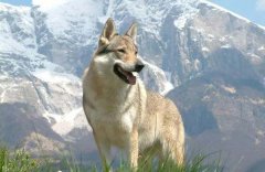 世界上最贵的狗，捷克狼犬拍卖到35亿元