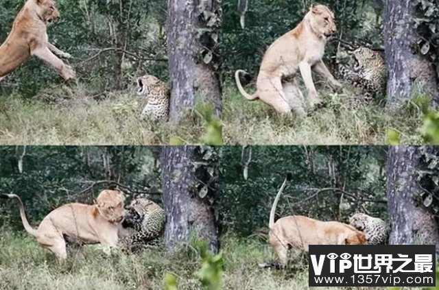 狮子是花豹最大的杀手，为何花豹还喜欢与狮子比邻而居？
