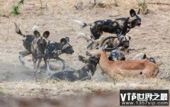 作为陆地上捕猎成功率最高的食肉动物，为何非洲野犬经常饿肚子？