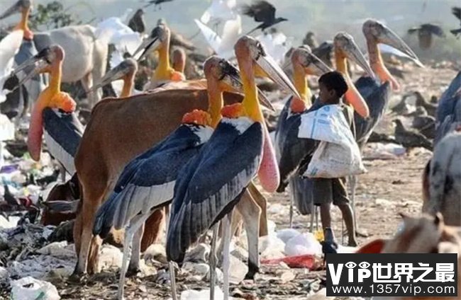 印度最大垃圾场生活着几千只大鸟  和当地人和谐共处