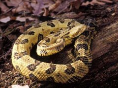 北美唯一的响尾蛇——木纹响尾蛇