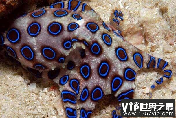 世界上毒性最强的章鱼，蓝环章鱼可致人丧命