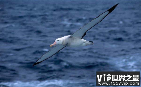 世界上翅膀最长的鸟，漂泊信天翁最长可达3.7m