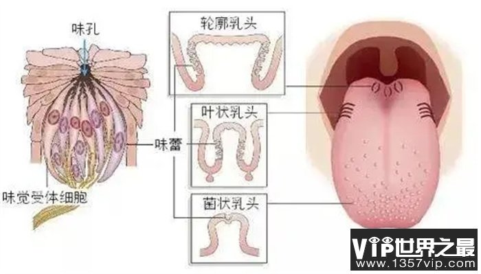 狗为什么喜欢乱舔东西？总是乱舔，它们为何很少生病？