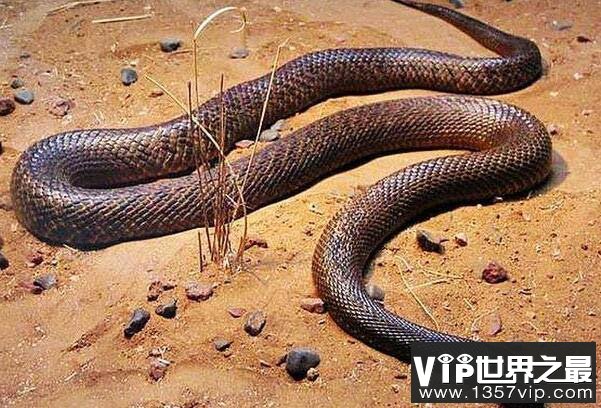 世界上毒性最强的蛇，细鳞太攀蛇毒性比响尾蛇强