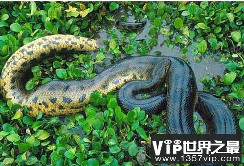 世界上最大的蛇，亚马逊森蚺体长10米以上