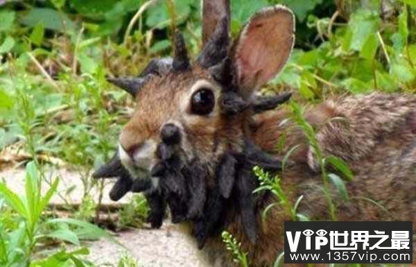 世界上最恐怖的兔子，肿瘤兔脸上长满肿瘤