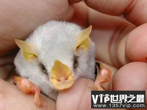世界上最稀有的蝙蝠：洪都拉斯幽灵蝙蝠