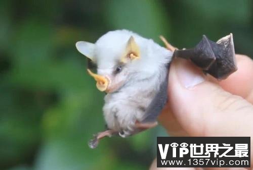 世界上最稀有的蝙蝠：洪都拉斯幽灵蝙蝠